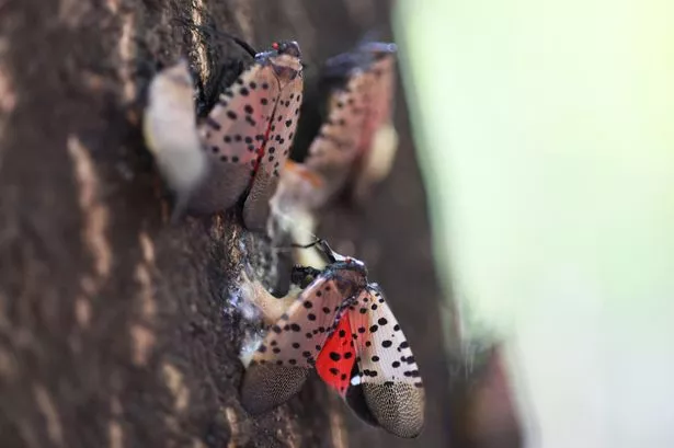 'WW3 for insects' as scientists plan to unleash parasitic wasp in pest war