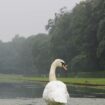 Ein Schwan steht vor dem Spiegelweiher im Benrather Schlosspark. Das Sommerwetter mit blauem Himmel lässt in NRW auf sich warten