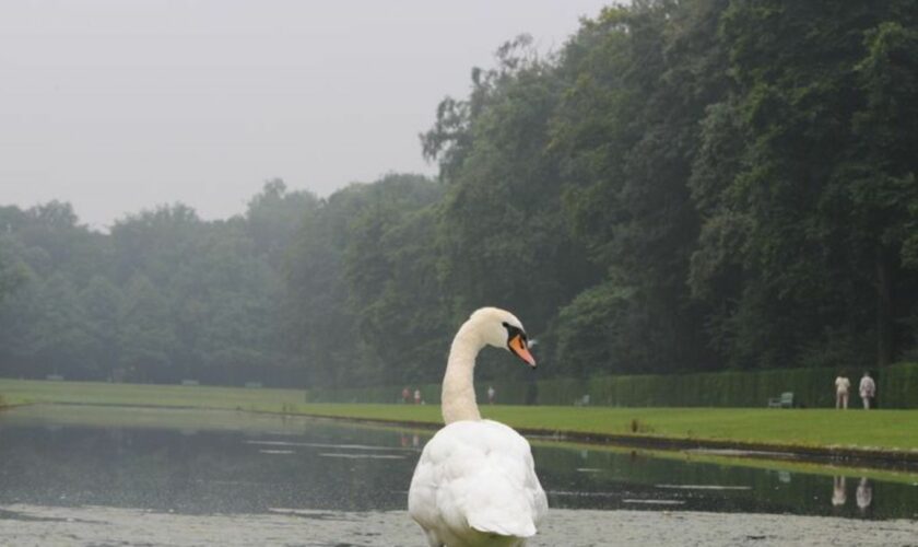 Ein Schwan steht vor dem Spiegelweiher im Benrather Schlosspark. Das Sommerwetter mit blauem Himmel lässt in NRW auf sich warten