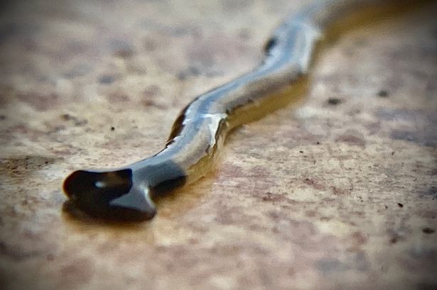 Worms with 'lethal neurotoxins' plaguing gardens and feeding on slugs