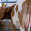 Fiberglass cows? Some state fairs aren’t taking any chances with bird flu concerns