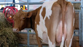 Fiberglass cows? Some state fairs aren’t taking any chances with bird flu concerns