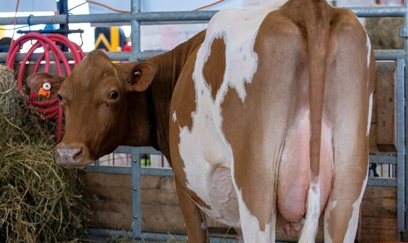 Fiberglass cows? Some state fairs aren’t taking any chances with bird flu concerns