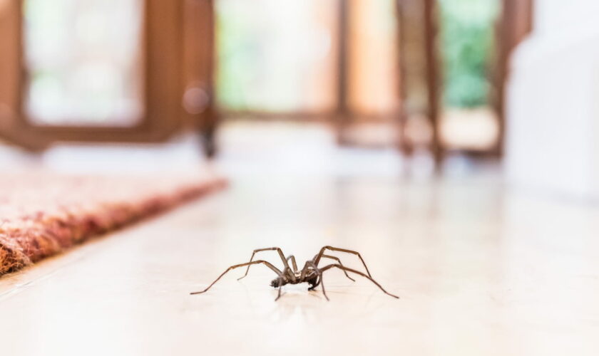 Gardez les araignées hors de chez vous grâce à cet ingrédient de cuisine que l'on a tous