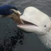 FILE - In this photo taken in April 2019 a beluga whale found in Arctic Norway is fed.   (Jorgen Ree Wiig, Norwegian Directorate of Fisheries via AP)