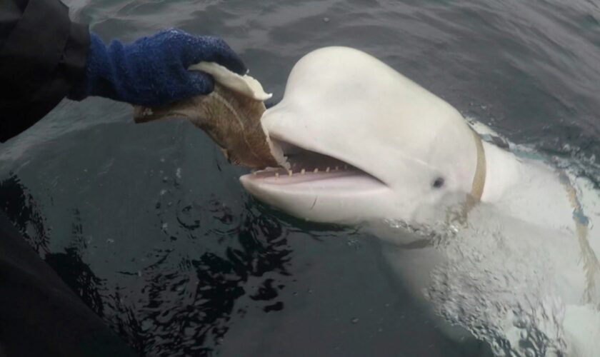 FILE - In this photo taken in April 2019 a beluga whale found in Arctic Norway is fed.   (Jorgen Ree Wiig, Norwegian Directorate of Fisheries via AP)