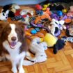 Border collie Gaia was the standout dog in the group. Pic: Eotvos Lorand University/PA Wire