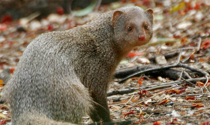 Au Japon, une île se débarrasse de ses mangoustes invasives