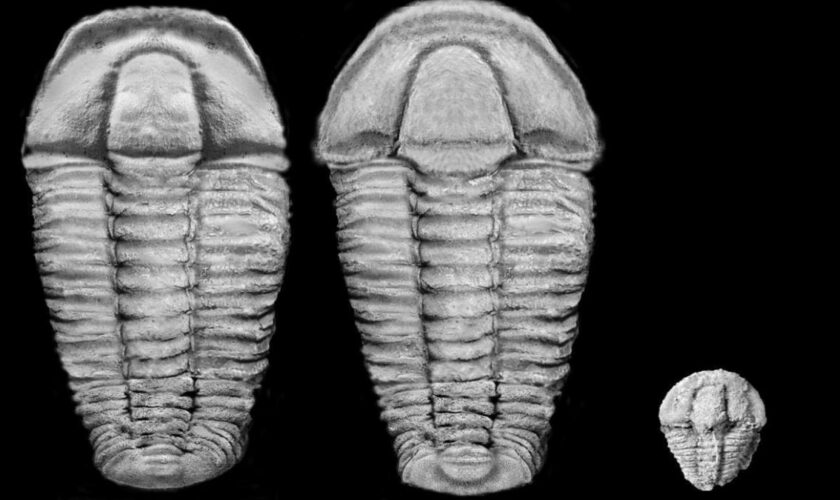 500 Millionen Jahre alte Fossilien in Bayern entdeckt