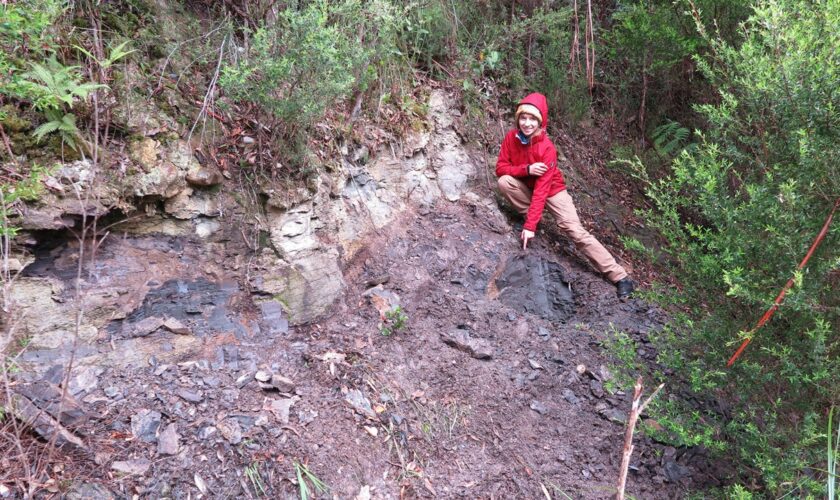 Ancient plant life unearthed in 53-million-year-old forest in Tasmania