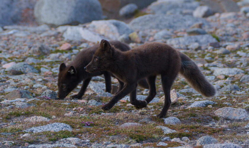 L’été des renards