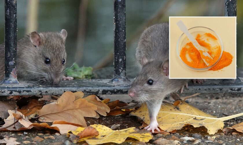 Ingredient found in Doritos turns mouse's skin transparent, may have medical applications