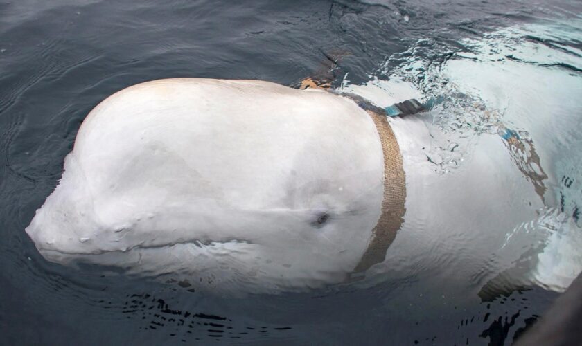 Was a beloved whale suspected of being a Russian ‘spy’ killed in Norway?