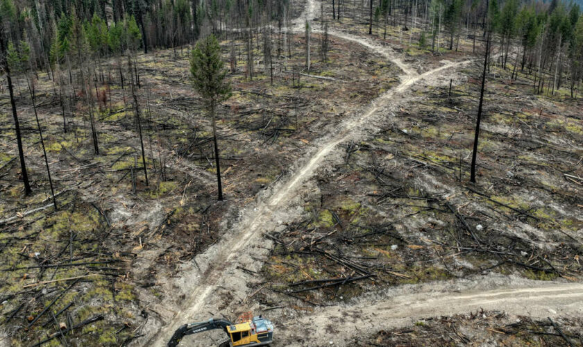 Les forêts anciennes du Canada mises à mal par des coupes à blanc certifiées durables