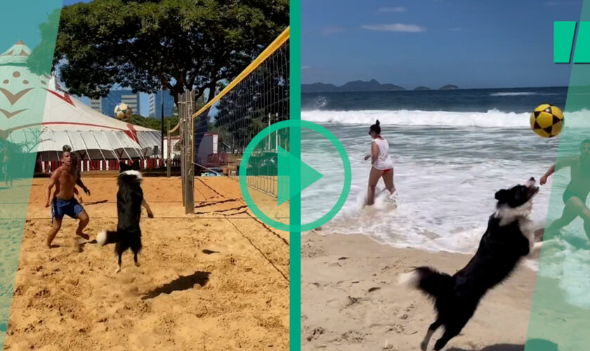 Sur TikTok, la star du footvolley brésilien est un border collie surdoué nommé Floki