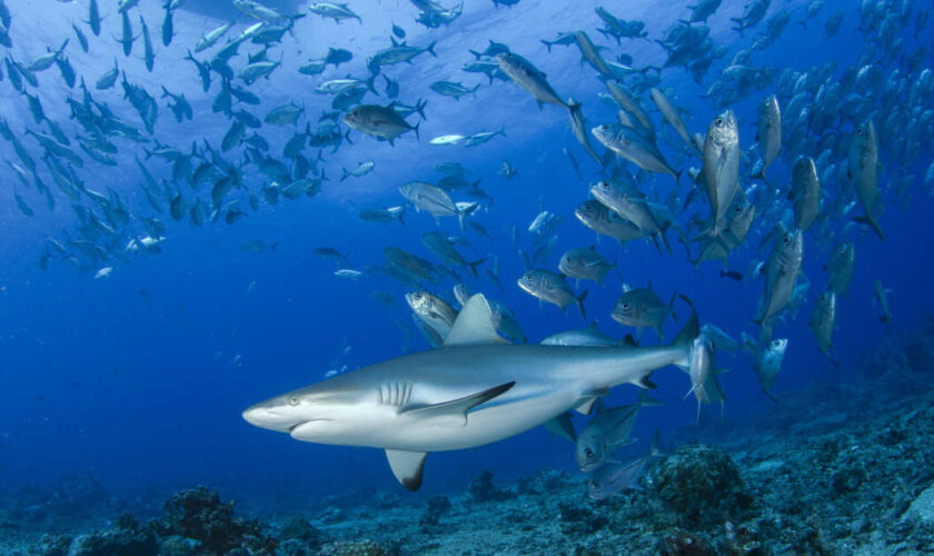 Les requins quittent les récifs coralliens quand l’eau est trop chaude