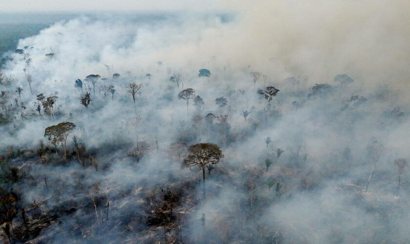 Incendies en Amazonie : l’urgence absolue