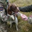 Military dogs save 'hundreds' of lives in Ukraine war