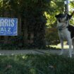 A Harris-Walz sign and a dog in Bucks County, Pennsylvania