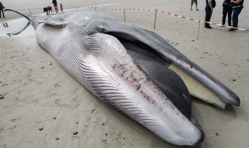 En marge du procès Paul Watson, le Japon tue pour la première fois en 50 ans un rorqual commun