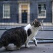 Starmer ducks Trump cats and dogs row but promises photo of new Downing Street kitten