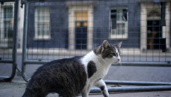 Starmer ducks Trump cats and dogs row but promises photo of new Downing Street kitten