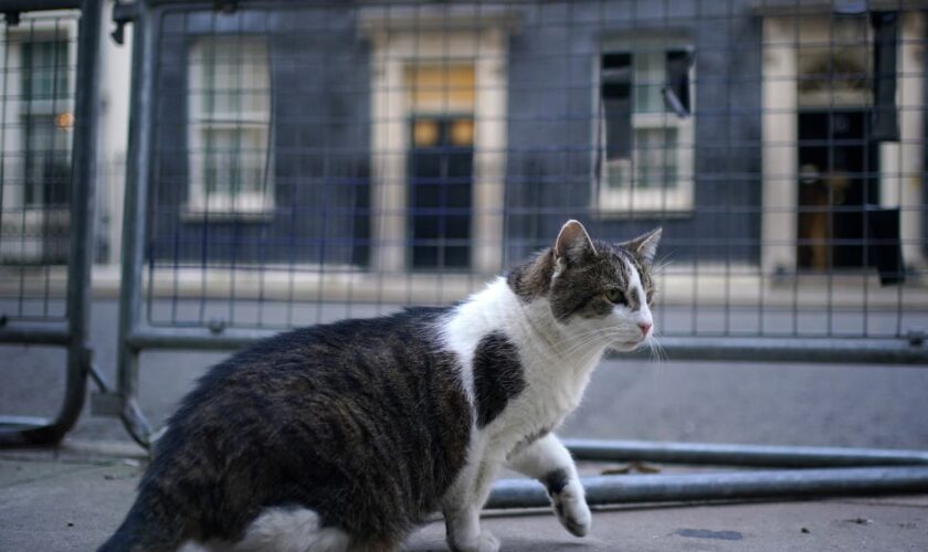 Starmer ducks Trump cats and dogs row but promises photo of new Downing Street kitten