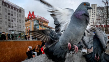 Quand les grandes villes donnent la pilule aux pigeons