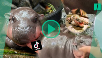 Ce bébé hippopotame nain est devenu une star en Thaïlande, au détriment de sa santé