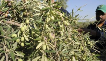 L’Arabie saoudite à l’assaut du marché de l’huile d’olive