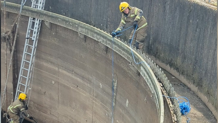 Cat stuck in 10-metre-deep tank at sewage plant rescued