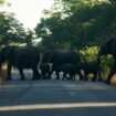 Après la Namibie, le Zimbabwe aussi contraint à une solution extrême pour nourrir sa population