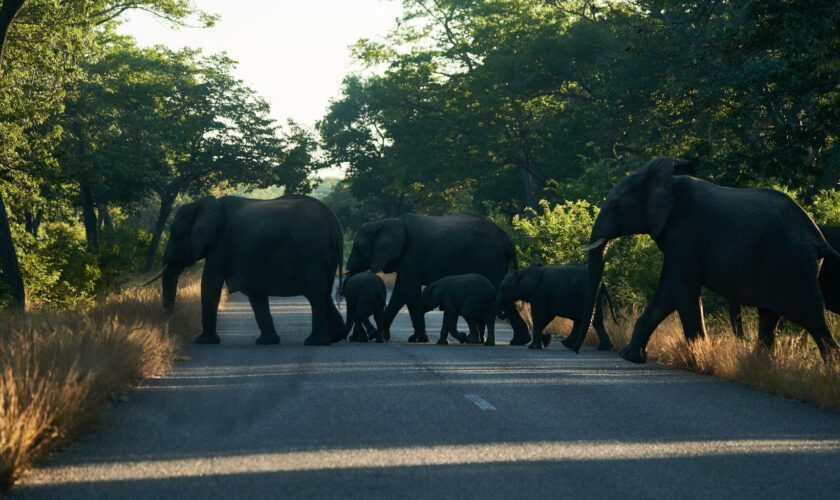 Après la Namibie, le Zimbabwe aussi contraint à une solution extrême pour nourrir sa population