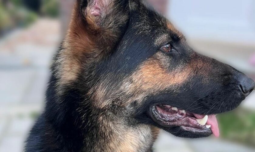 Zoe. Pic: Mersey Police Dogs