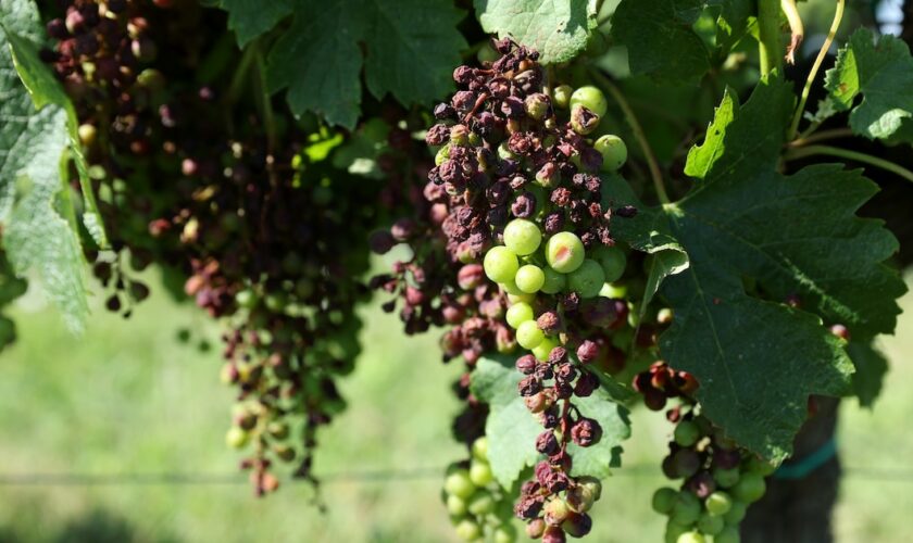 Alors que les vendanges devraient s'étaler jusqu'à fin septembre, le mildiou, parasite mi-algue mi-champignon, a frappé de plein fouet les vignobles de Nouvelle-Aquitaine avec 90% des vignes touchées à plus ou moins grande échelle