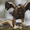 En Norvège, une multiplication d’attaques d’aigles, un phénomène sans précédent