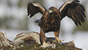 En Norvège, une multiplication d’attaques d’aigles, un phénomène sans précédent