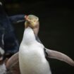 A shy penguin wins New Zealand's bird election after campaign filled with memes and tattoos