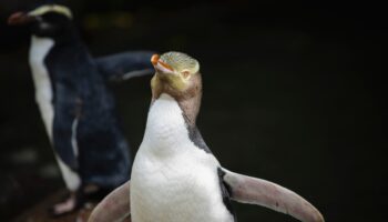 A shy penguin wins New Zealand's bird election after campaign filled with memes and tattoos