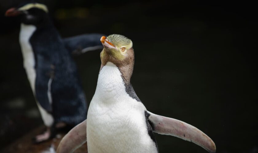 A shy penguin wins New Zealand's bird election after campaign filled with memes and tattoos