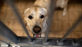 La SPA déplore un nouvel été « critique » après 8 000 abandons d’animaux en deux mois