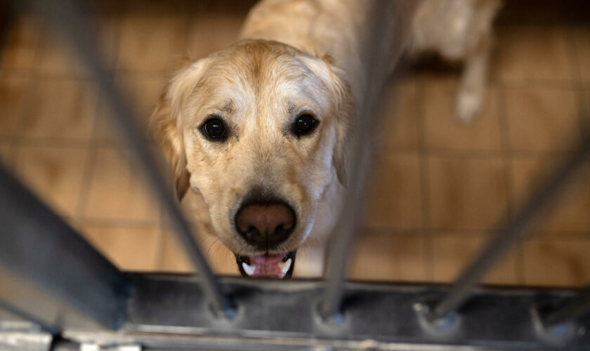 La SPA déplore un nouvel été « critique » après 8 000 abandons d’animaux en deux mois