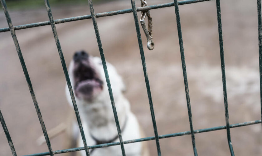 Près de 8 000 animaux recueillis et des adoptions toujours en baisse, la SPA dévoile le bilan «compliqué» de l’été 2024