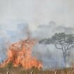 Un feu ravage une réserve de Brasilia, le plus grand incendie dans la capitale brésilienne en 2024