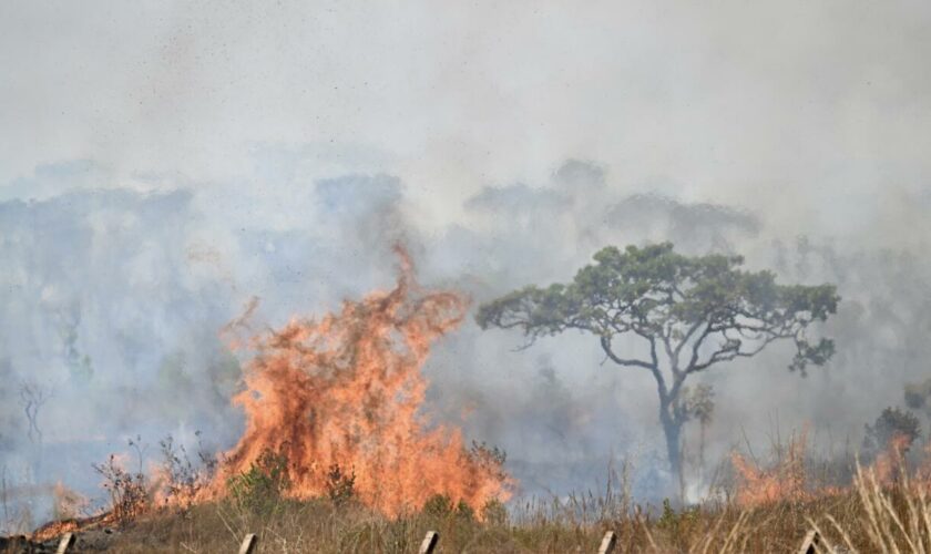 Un feu ravage une réserve de Brasilia, le plus grand incendie dans la capitale brésilienne en 2024