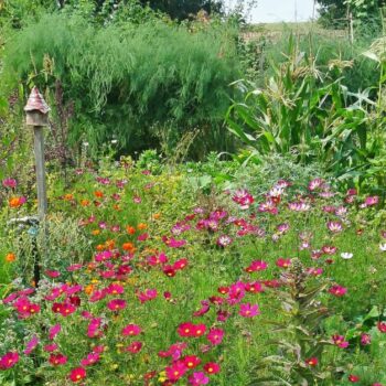 Mission Vielfalt im Garten: Wie gut ein wenig Wildheit tut