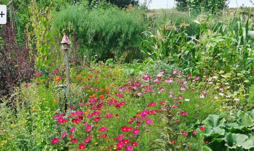 Mission Vielfalt im Garten: Wie gut ein wenig Wildheit tut