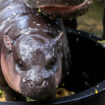 Moo Deng, le bébé hippopotame nain qui rend les internautes dingues et dangereux