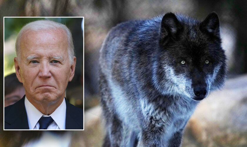 Biden admin moves to reinstate Trump-era rule, delist gray wolves from endangered species list