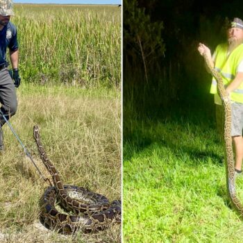 Florida annual python challenge removes nearly 200 invasive snakes from state